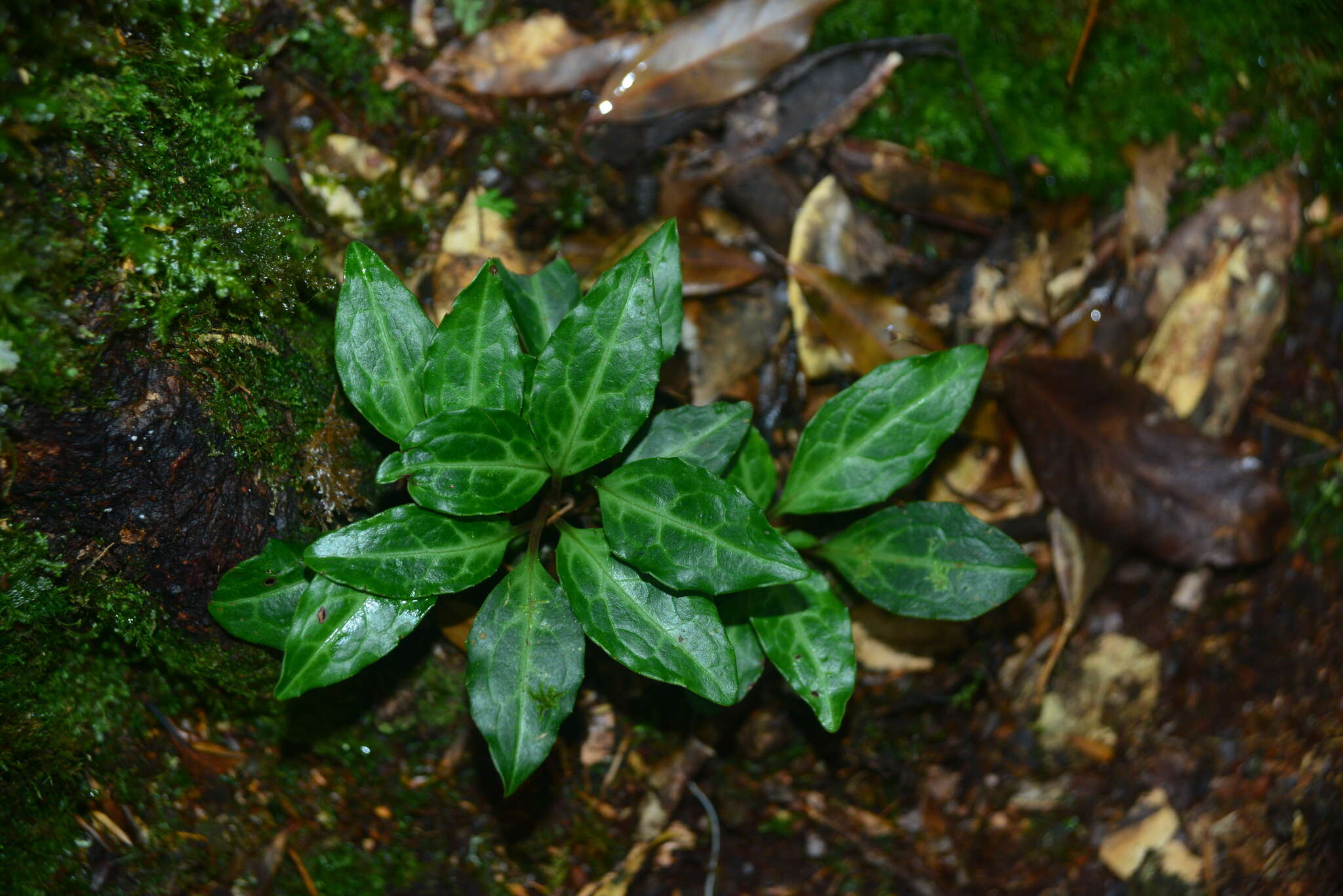 Image of Pyrola alboreticulata Hayata