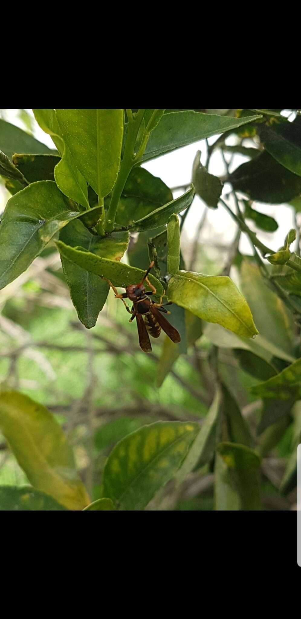 Image of Polistes weyrauchorum Willink 1964