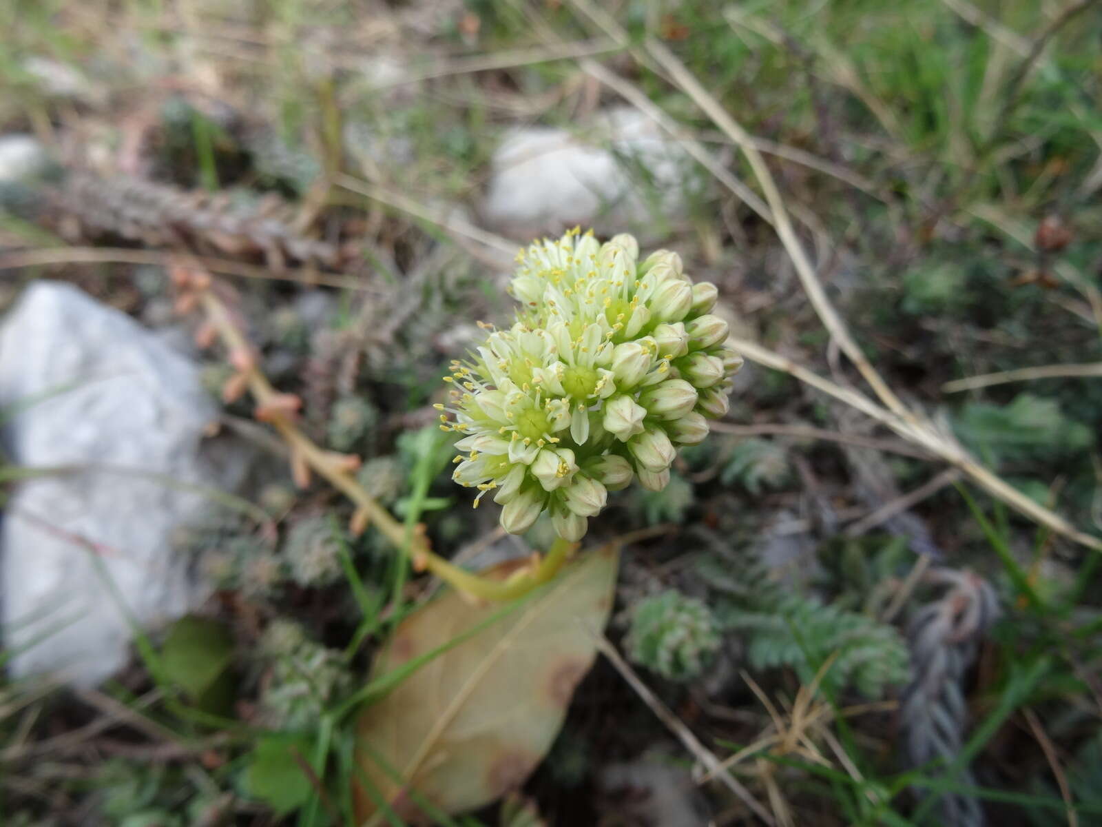 Image of Petrosedum sediforme (Jacq.) V. Grulich