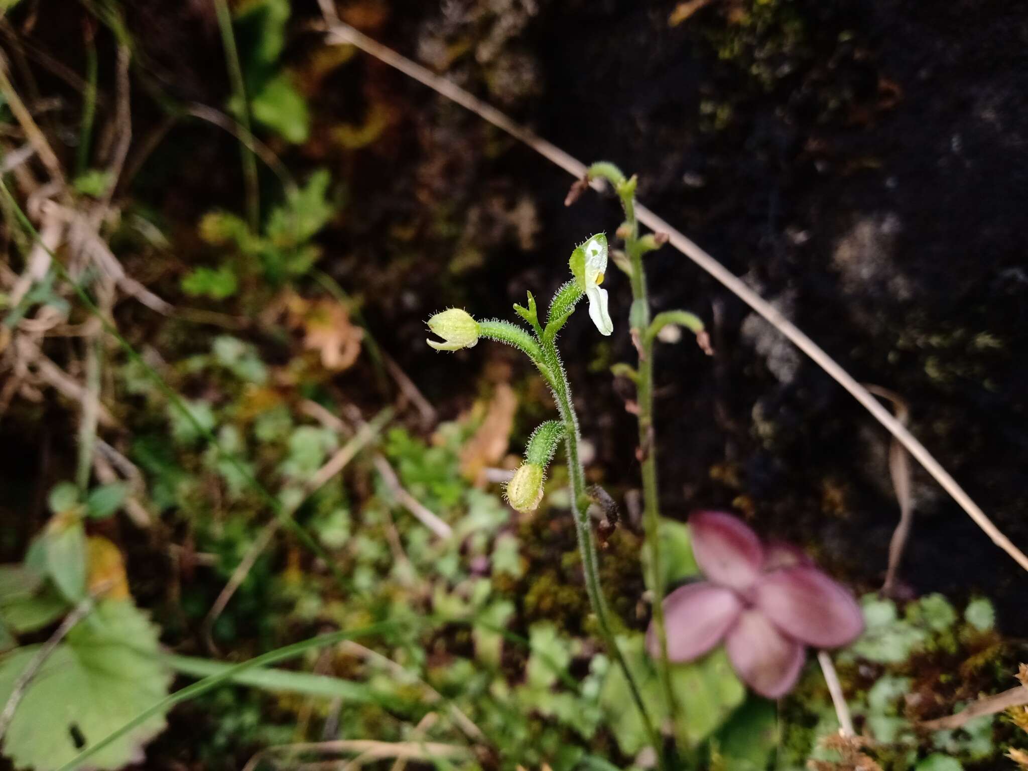 Image of Ponthieva triloba Schltr.