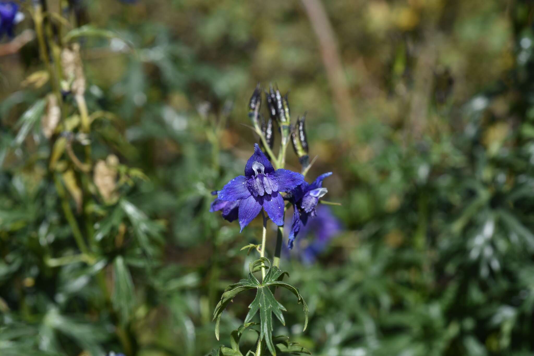 Plancia ëd Delphinium changaicum N. V. Frizen