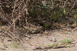 Image of Four-toed tegus