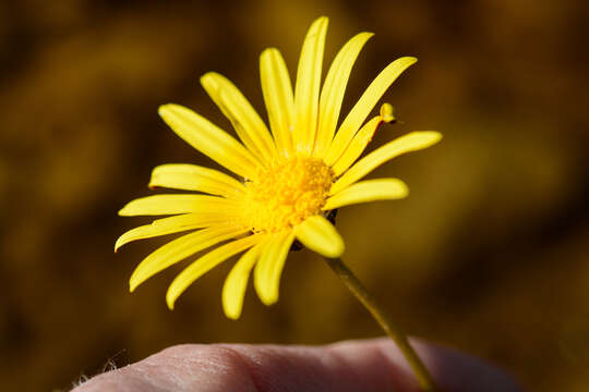 Image of Ursinia tenuifolia (L.) Poir.