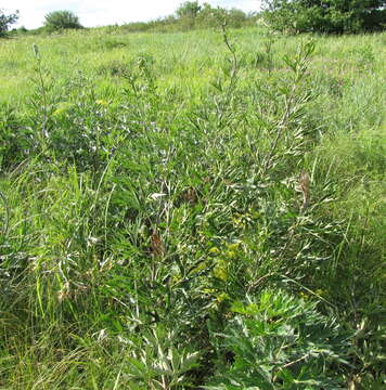 Image of Delphinium cuneatum Stev. ex DC.