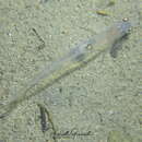 Image of transparent goby