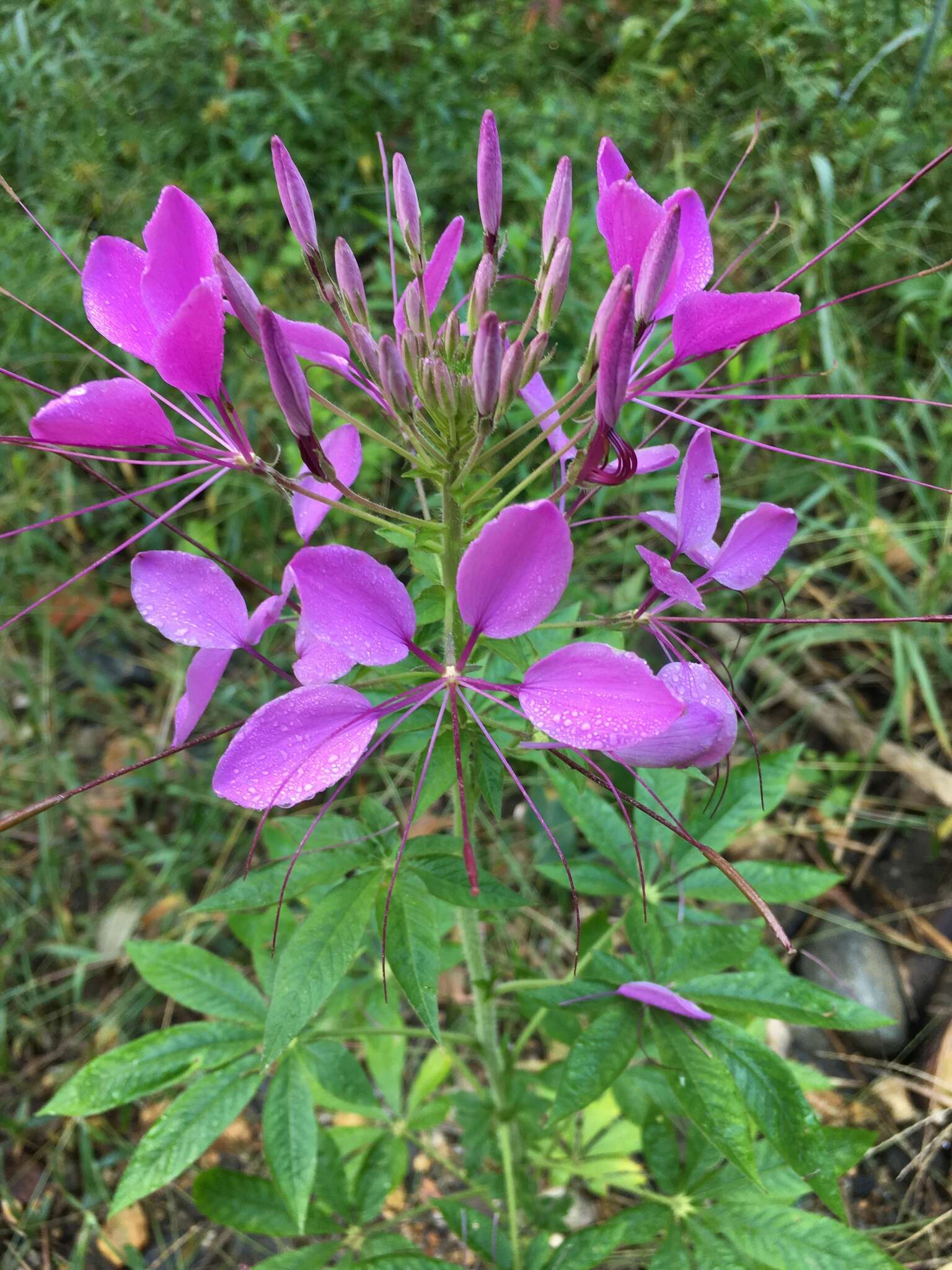 Image of Cleome guaranitica (Chod. & Hassl.) Briquet