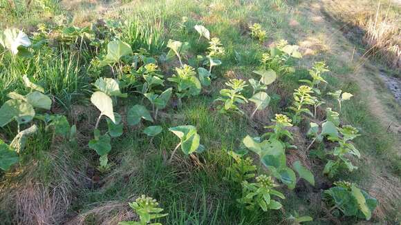 Image of Bog rhubarb