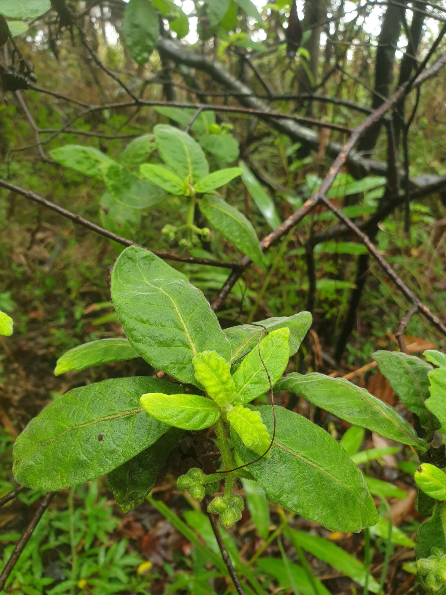 Image of Hairy Psychotria