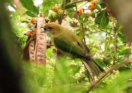 Image of Black-backed Tanager