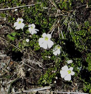 Слика од Ourisia caespitosa Hook. fil.