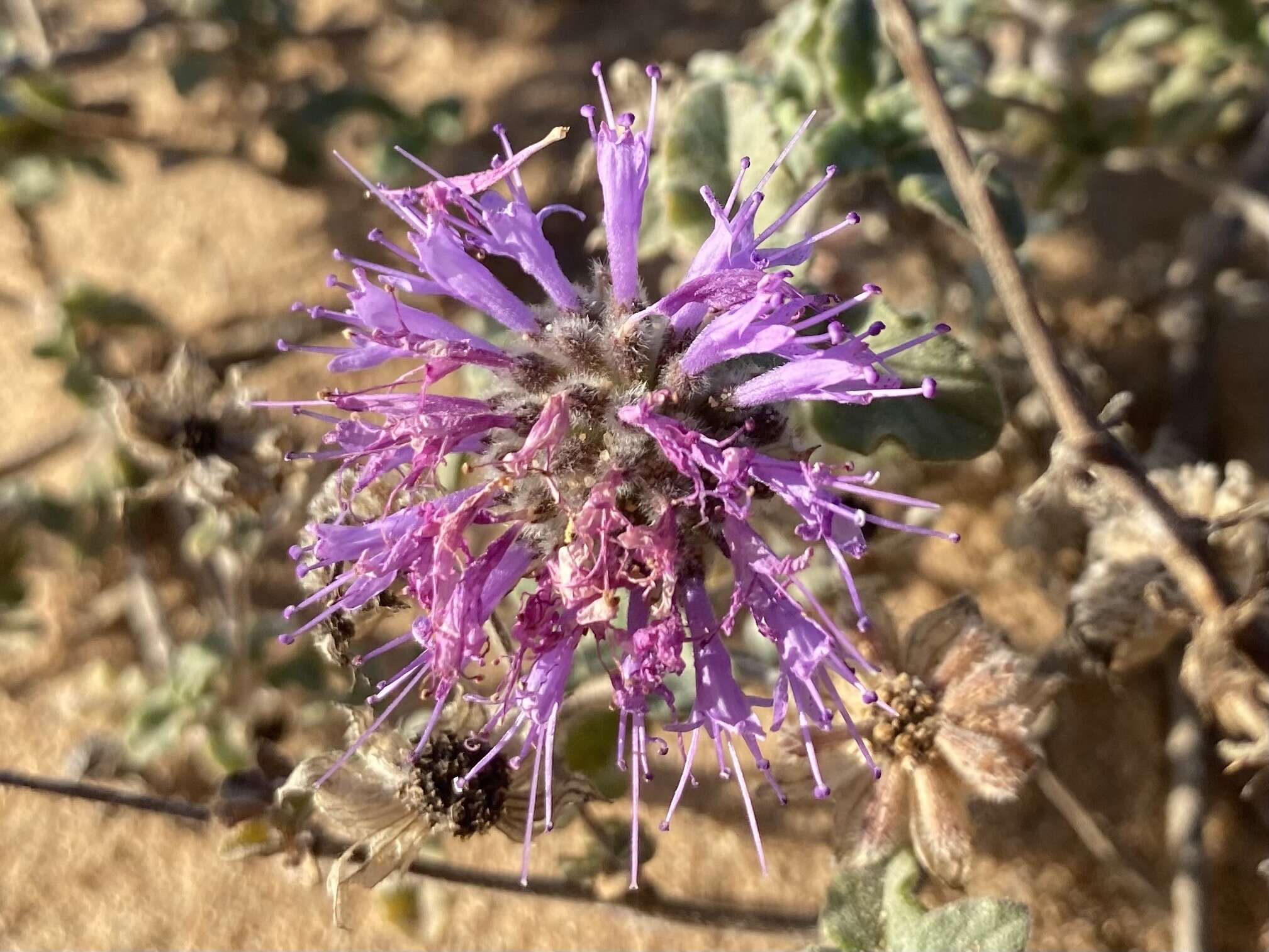 Image of curlyleaf monardella