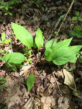 Solidago arguta var. boottii (Hook.) E. J. Palmer & Steyerm. resmi