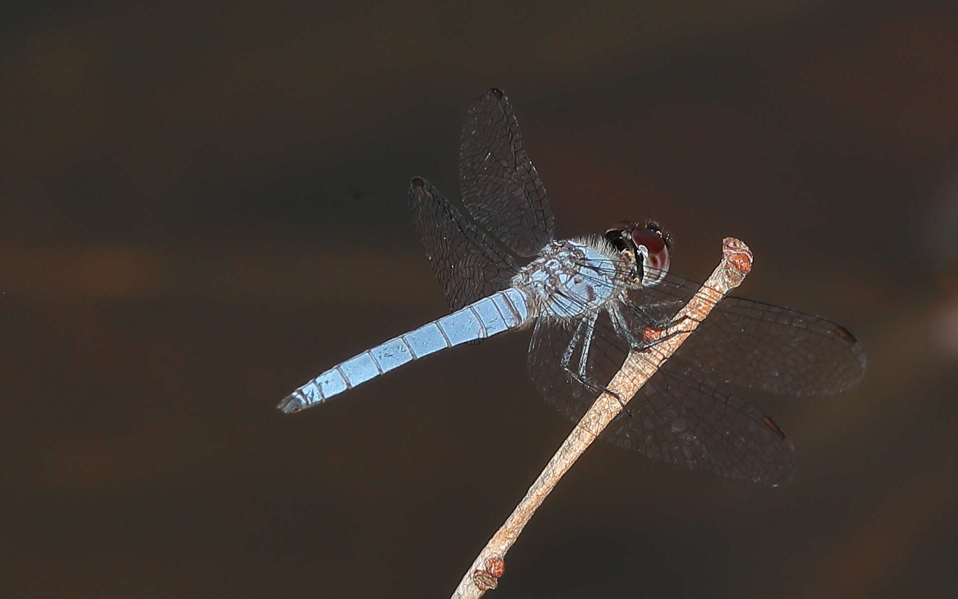 Слика од Brachydiplax duivenbodei (Brauer 1866)