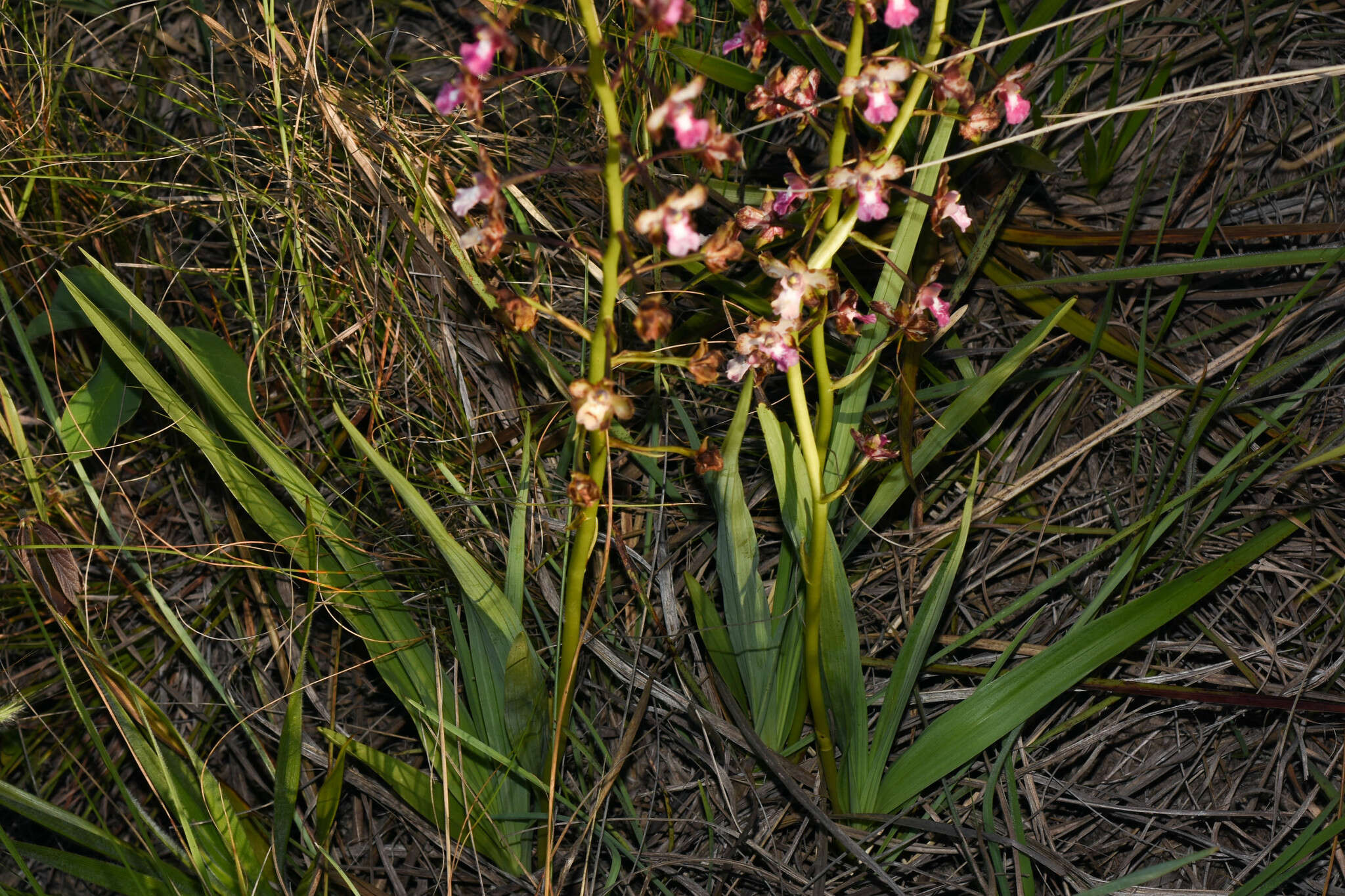 Imagem de Cyrtopodium brandonianum Barb. Rodr.