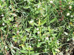 Image of alligator weed