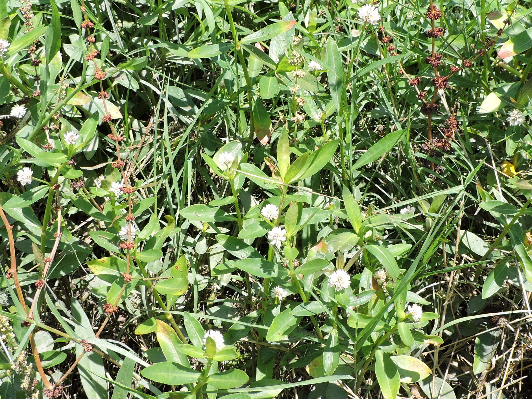 Image of alligator weed