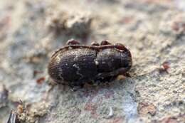 Parmena unifasciata (Rossi 1790)的圖片