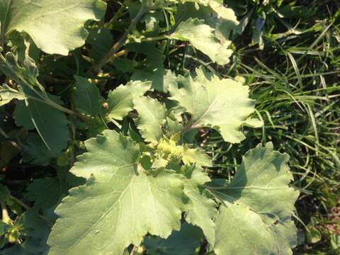 Imagem de Xanthium orientale L.