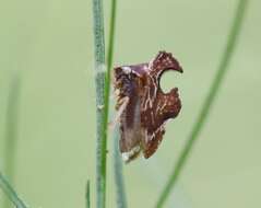 Image of Entylia carinata Forster