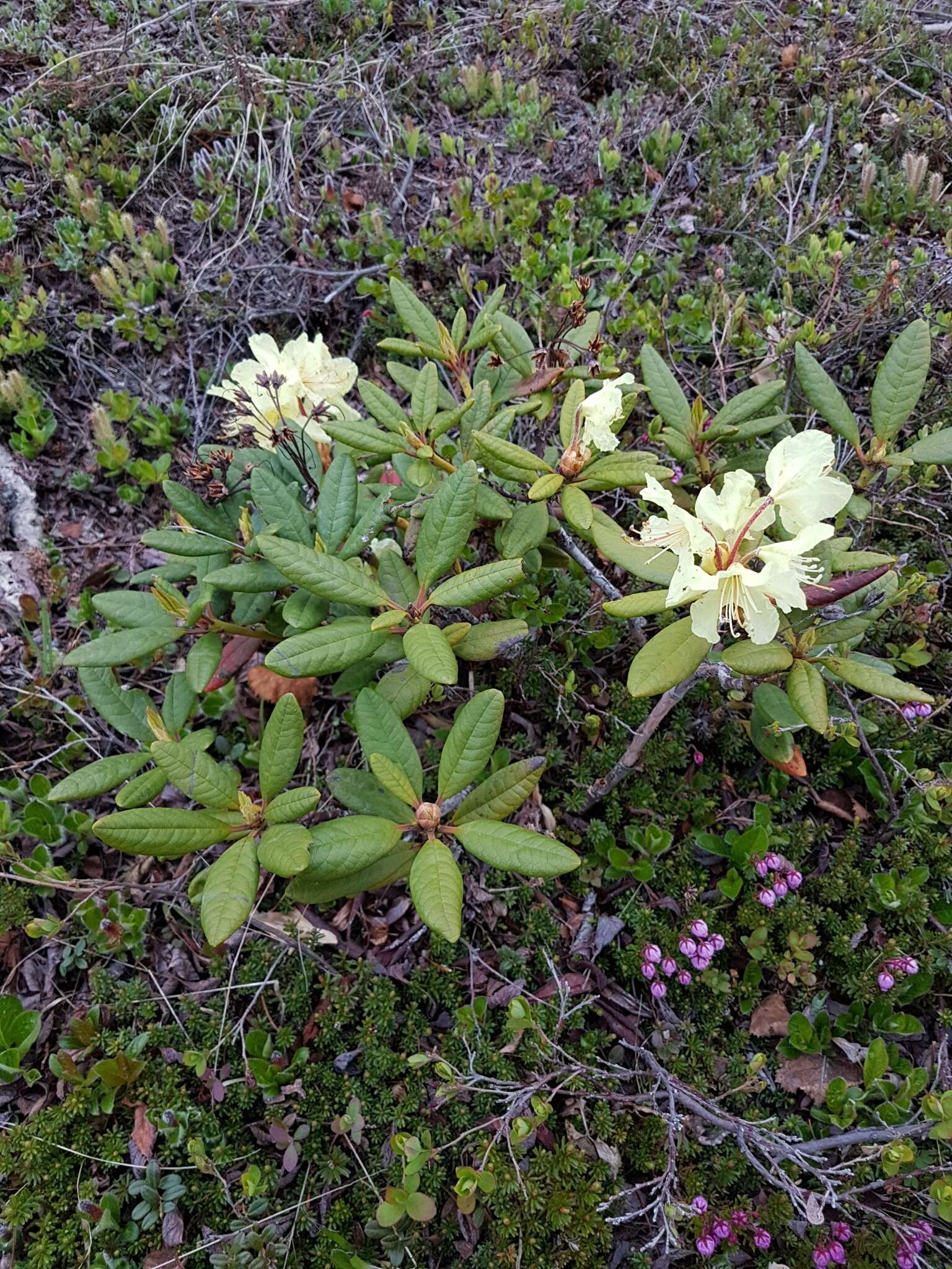 صورة Rhododendron aureum Georgi