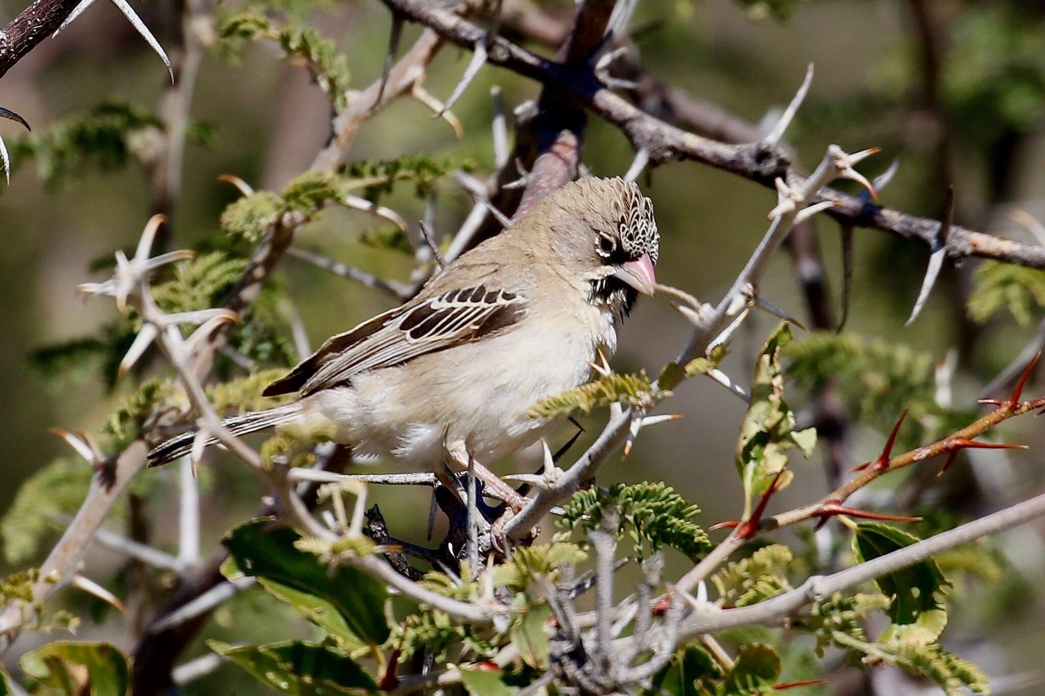 صورة Sporopipes Cabanis 1847