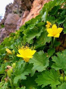 Image of yellow stingbush