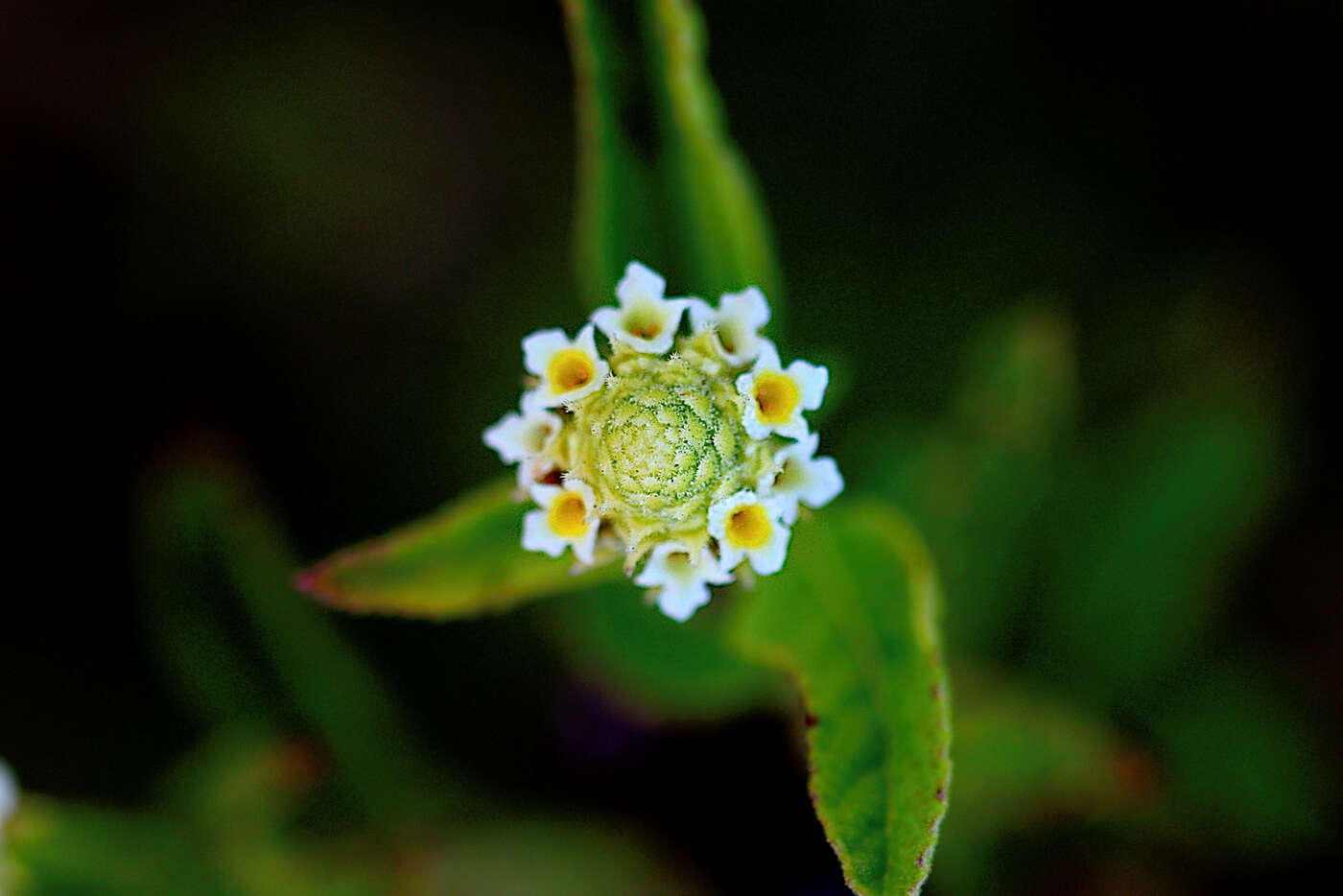 Слика од Lippia javanica (Burm. fil.) Spreng.