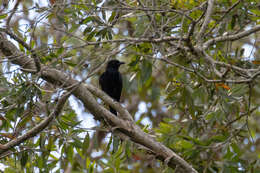 Image of Spangled Drongo