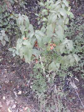 Image of Cistus populifolius L.