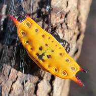 Image of Gasteracantha quadrispinosa O. Pickard-Cambridge 1879