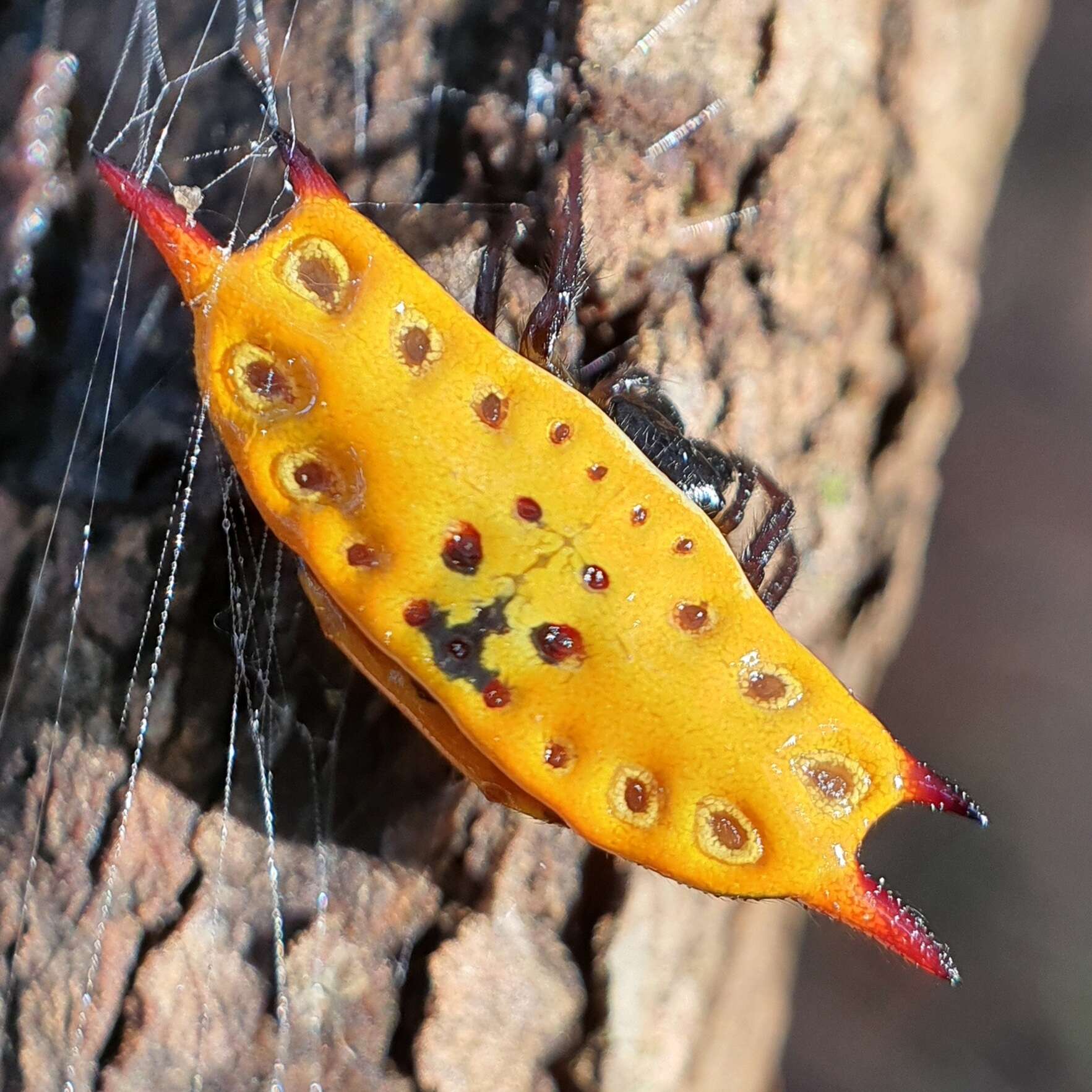 Image of Gasteracantha quadrispinosa O. Pickard-Cambridge 1879