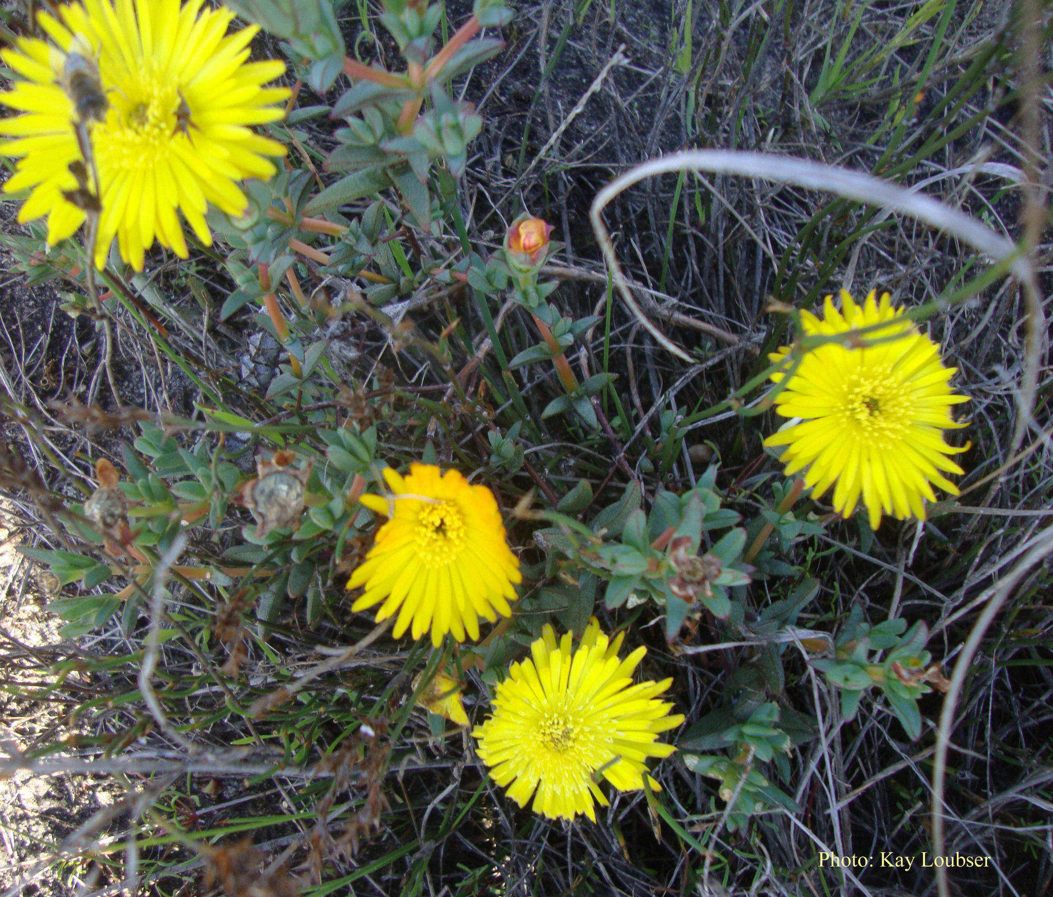 صورة Lampranthus glaucus (L.) N. E. Br.