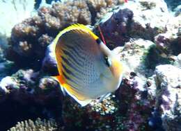 Image of Dot and dash Butterflyfish