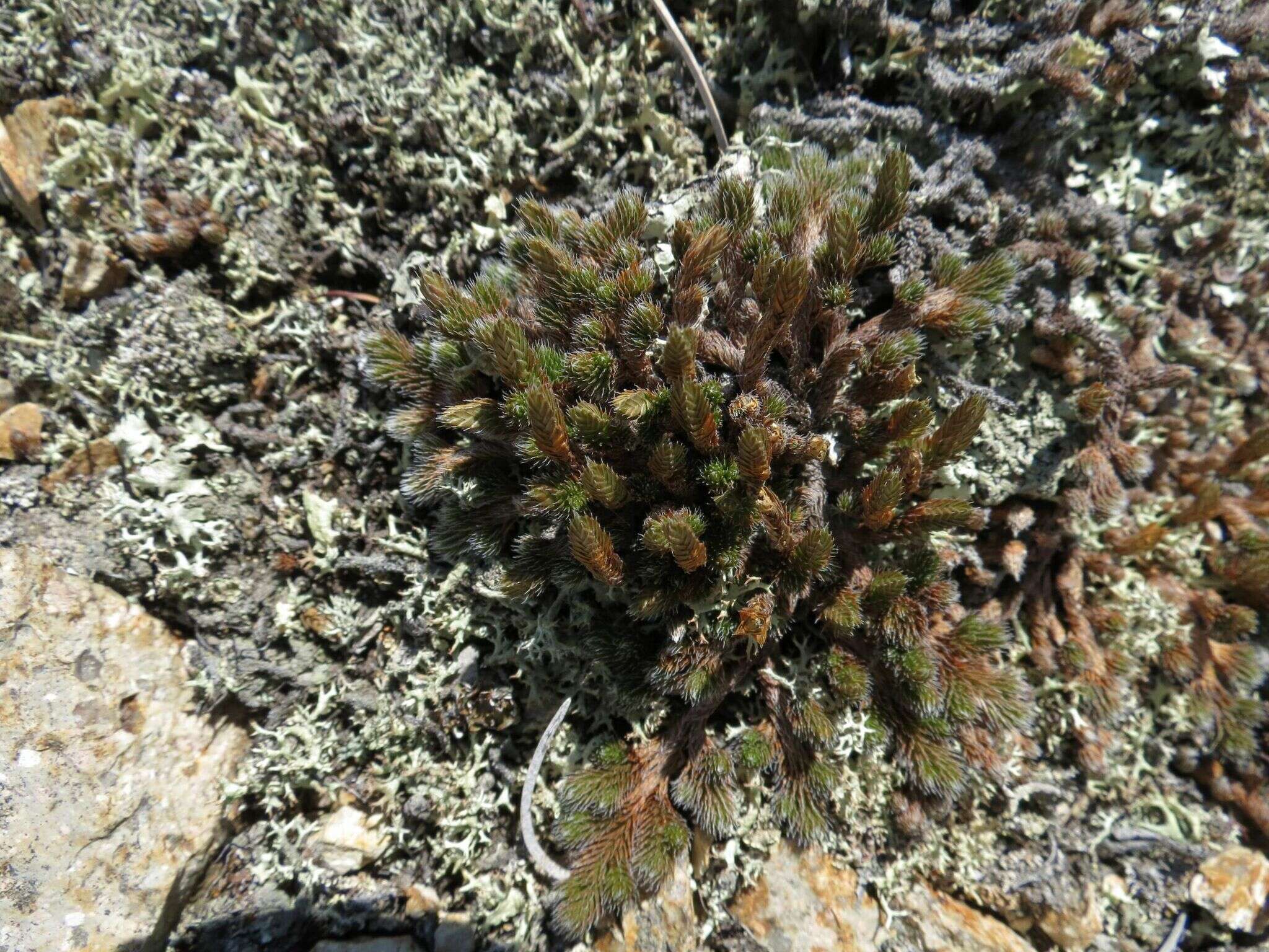 Image of Siberian spikemoss