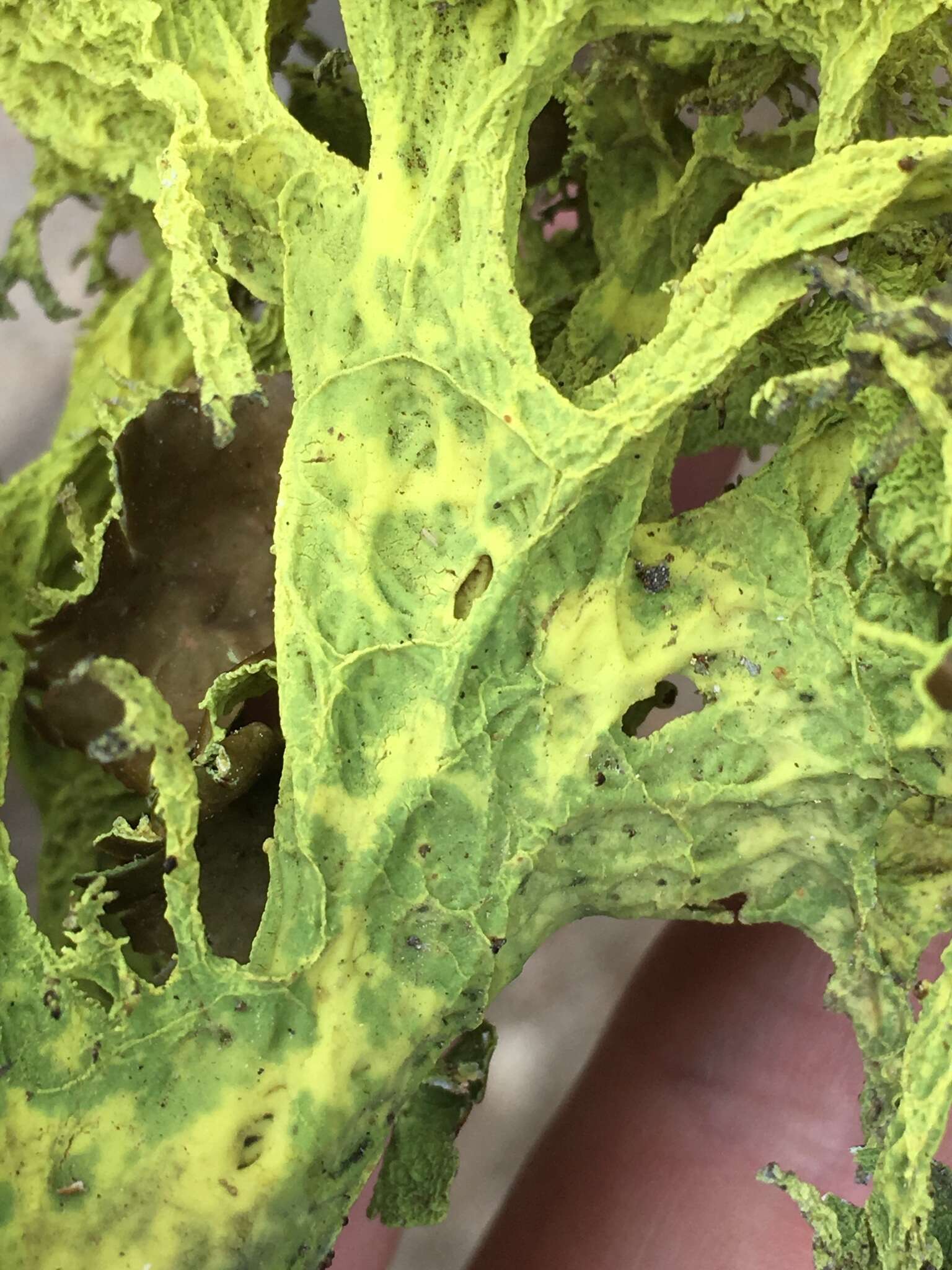 Image of Brown-eyed wolf lichen