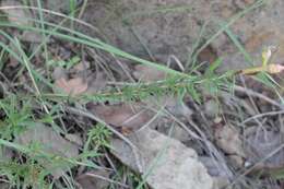 Oenothera toumeyi (Small) Tidestrom的圖片