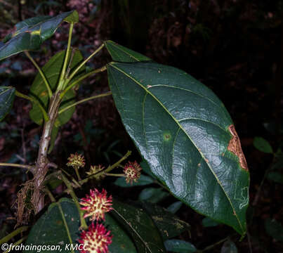 Imagem de Macaranga alnifolia Baker