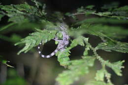 Image of Annulated Bow-fingered Gecko