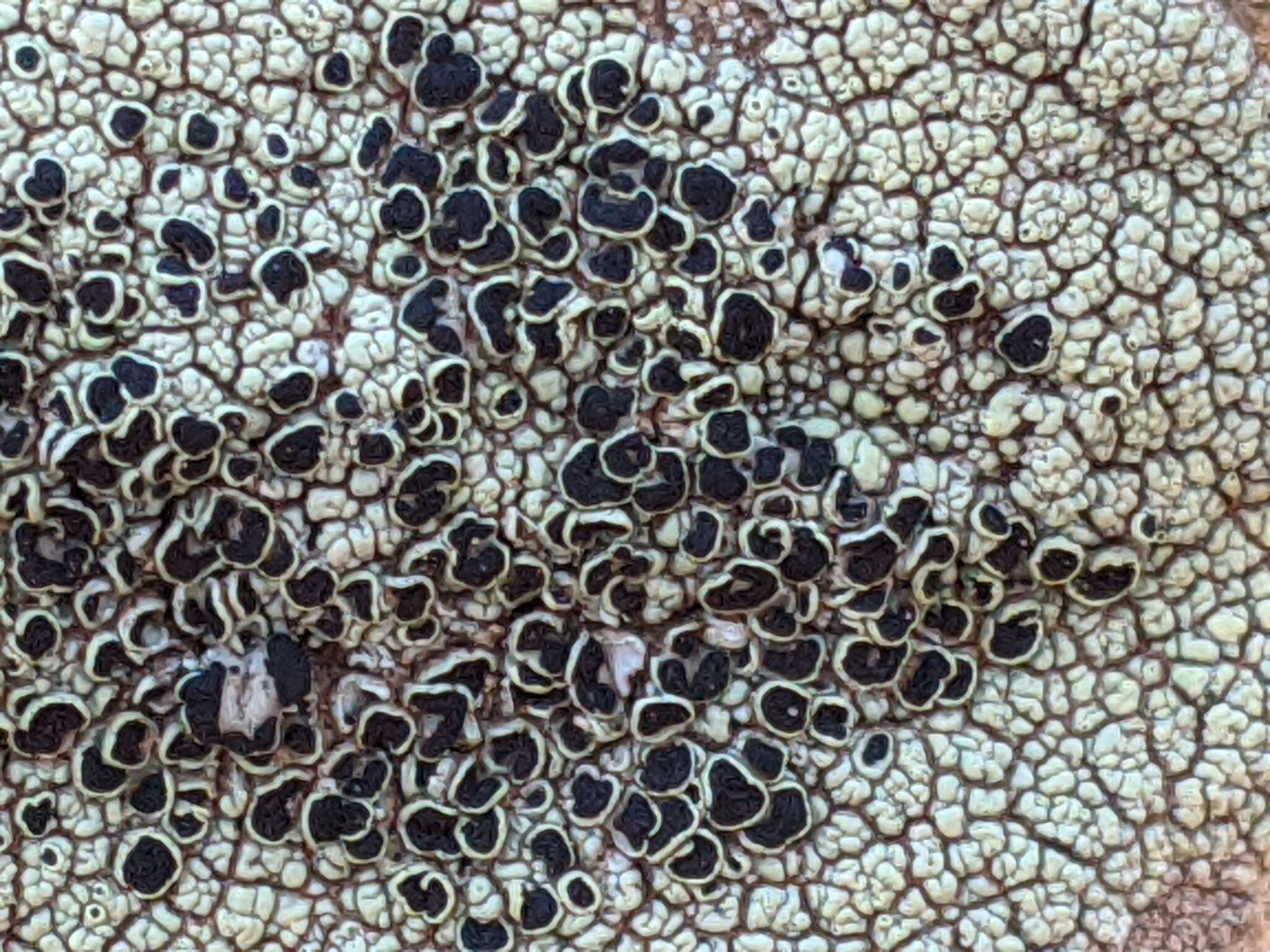 Imagem de Lecanora argopholis (Ach.) Ach.