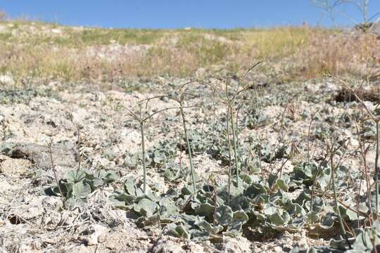 Image of Hooker's buckwheat