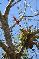 Imagem de Tillandsia belloensis W. Weber