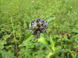 صورة Gentiana macrophylla Pall.