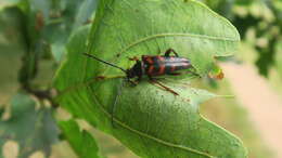 Image of Leptura aurulenta Fabricius 1793