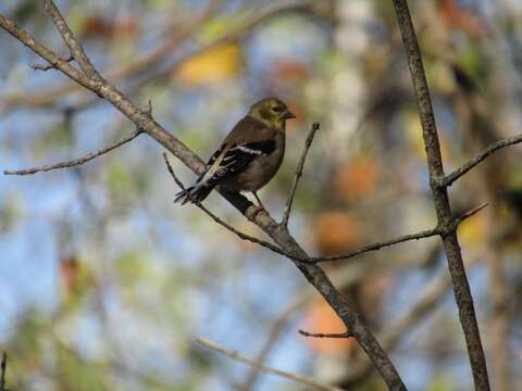 Spinus tristis tristis (Linnaeus 1758)的圖片