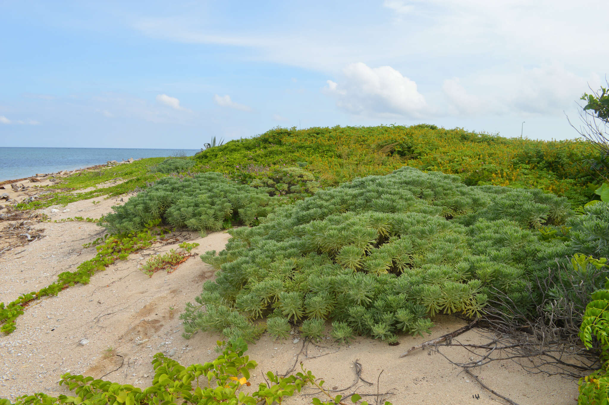 Imagem de Tournefortia gnaphalodes (L.) R. Br.