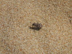 Image of Northern dune tiger beetle