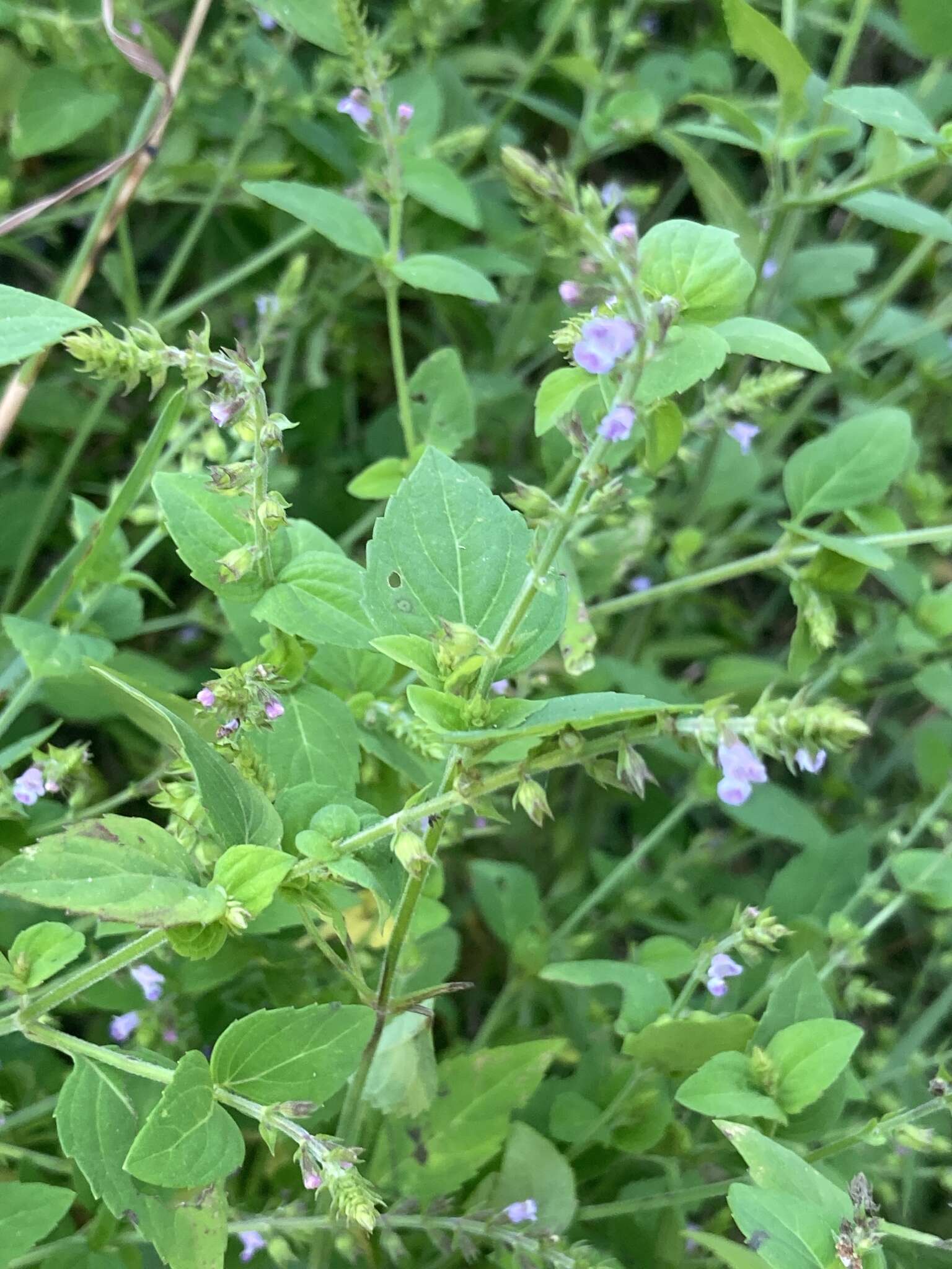 Image of Miniature-Beefsteakplant