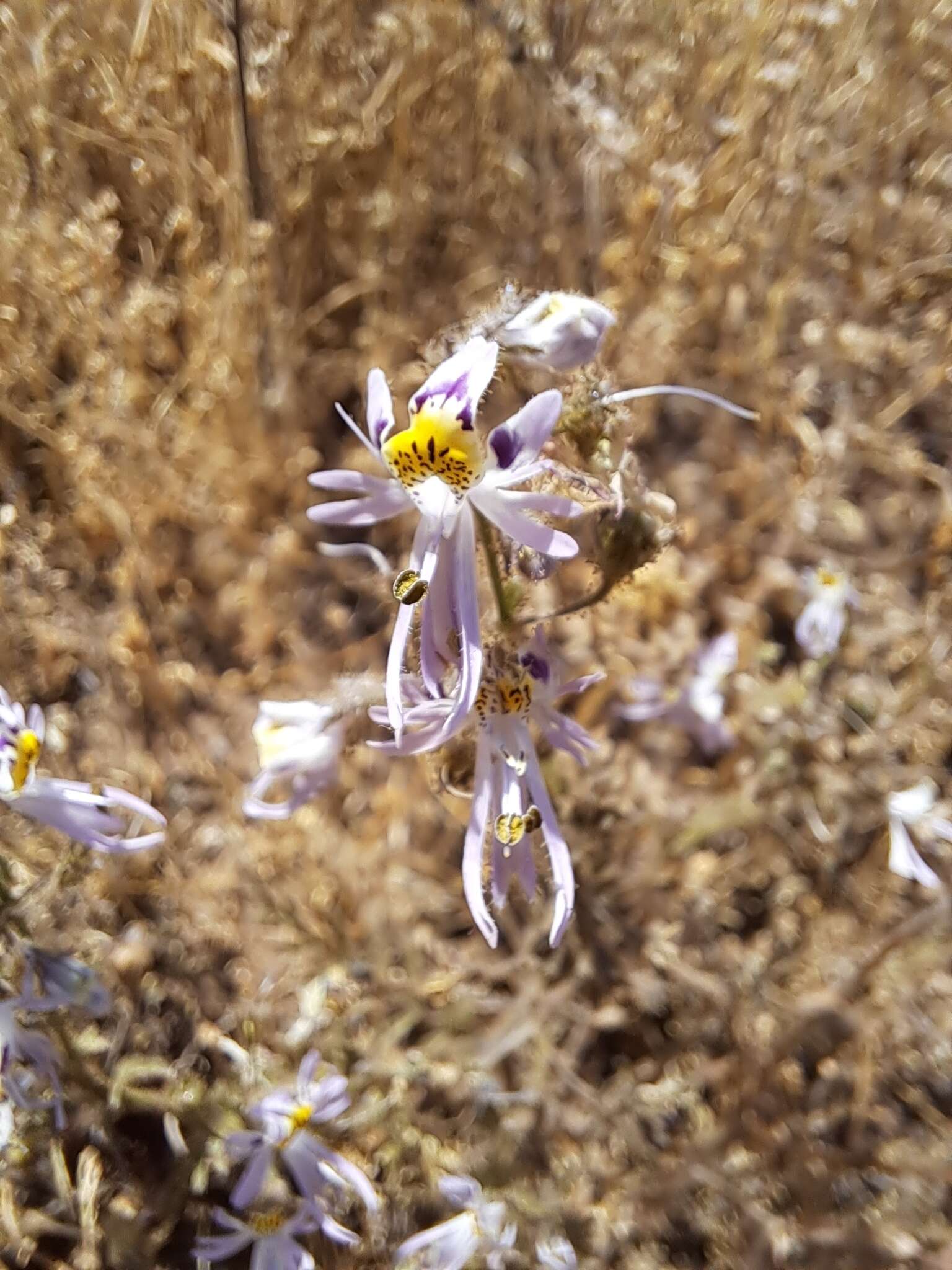 Image of poorman's orchid