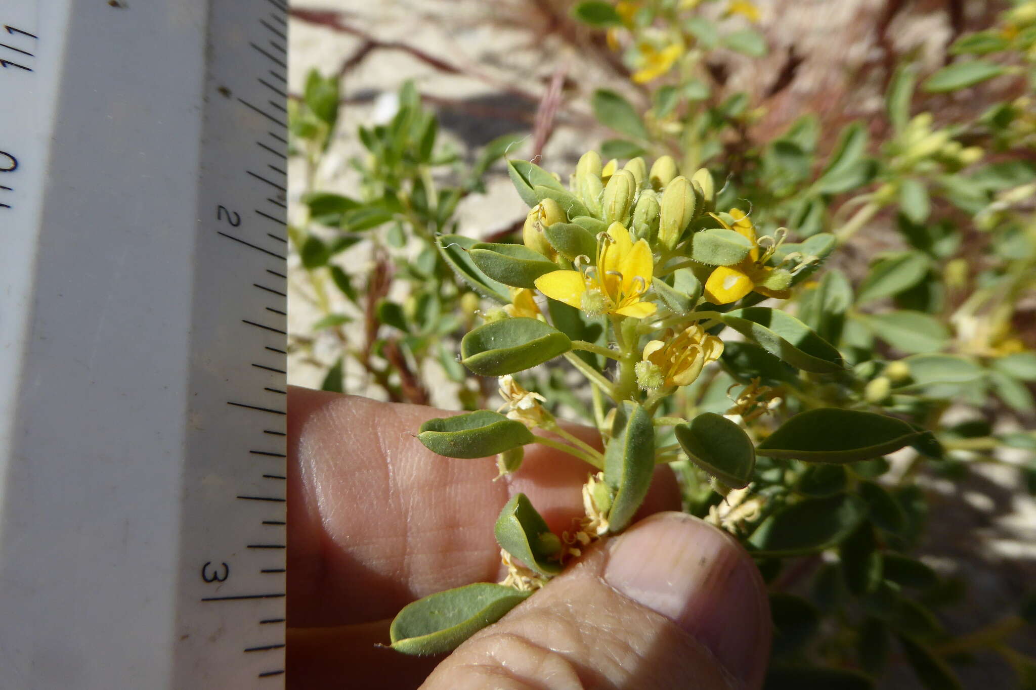 Image of Mojave cleomella