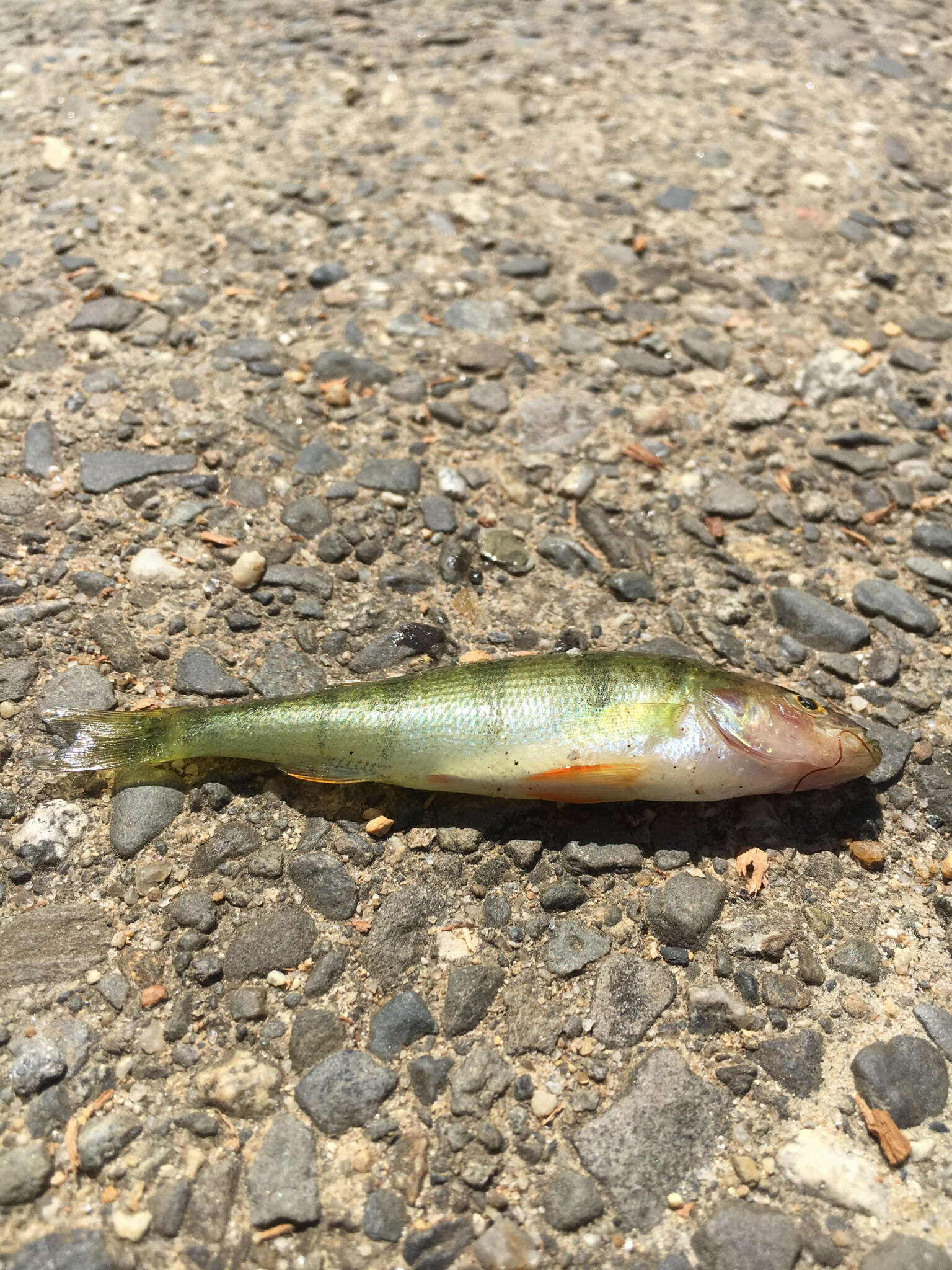 Image of Yellow Perch